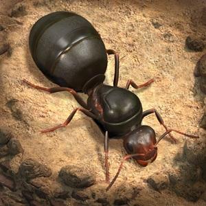 Beli/Top Up The Ants Underground Kingdom Termurah Oktober 2025 | Topmur